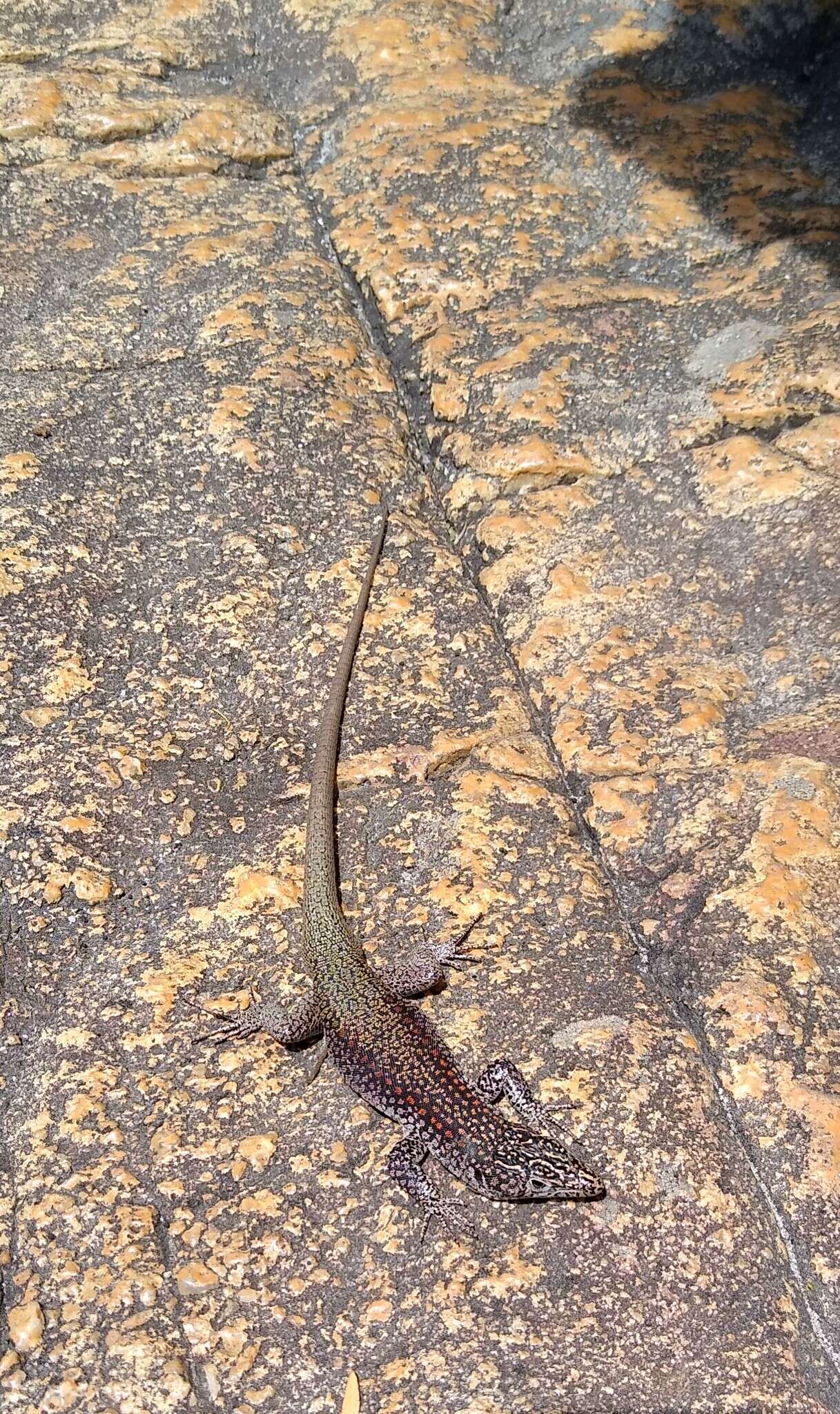 Image of Southern Rock Lizard