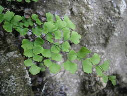 Слика од Adiantum capillus-veneris L.