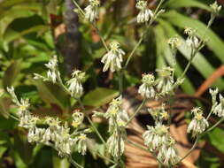 Image of Scrub buckwheat