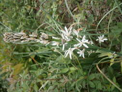 Image of White asphodel