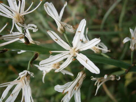 Image of White asphodel