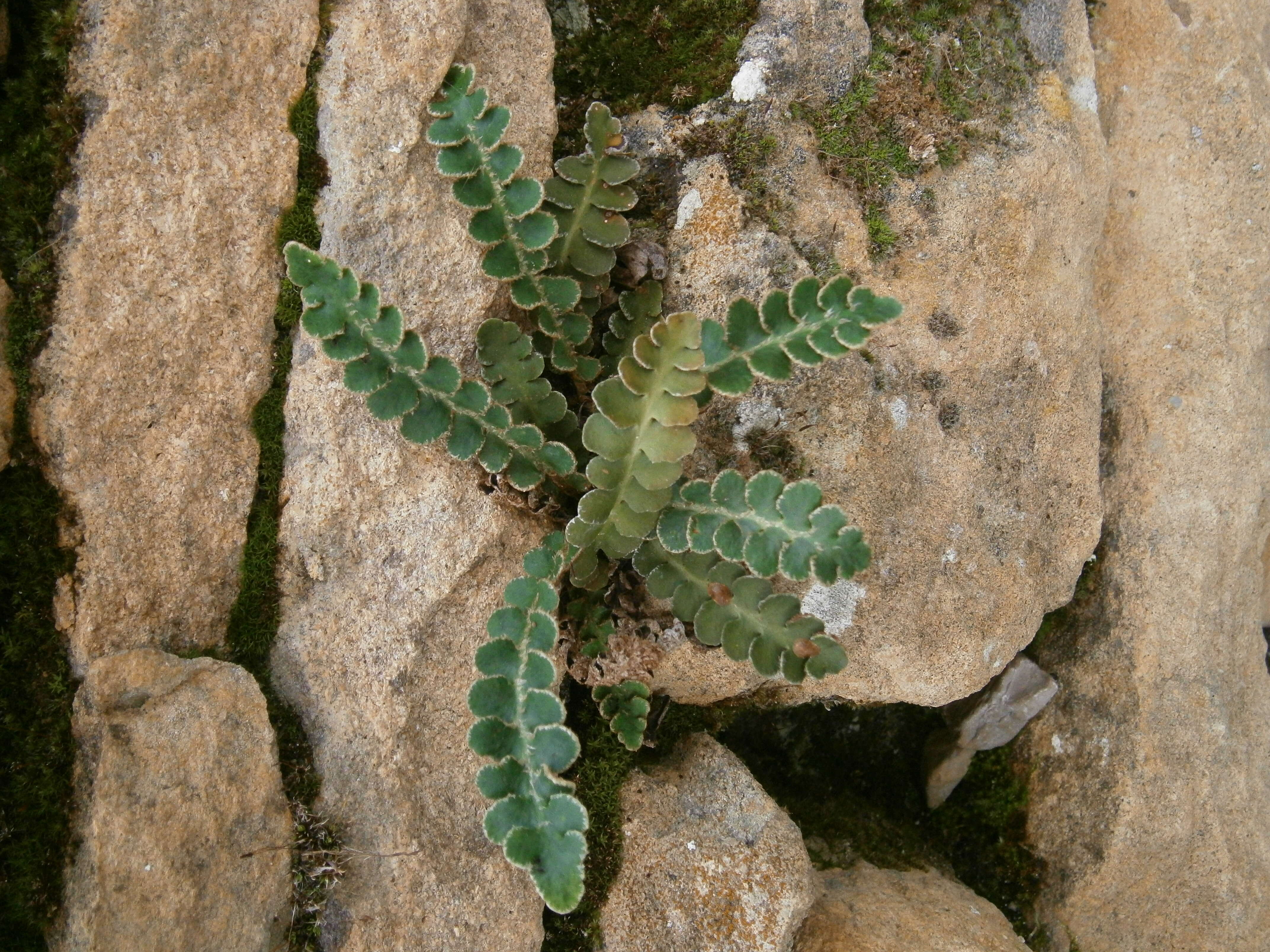 Plancia ëd Asplenium ceterach L.