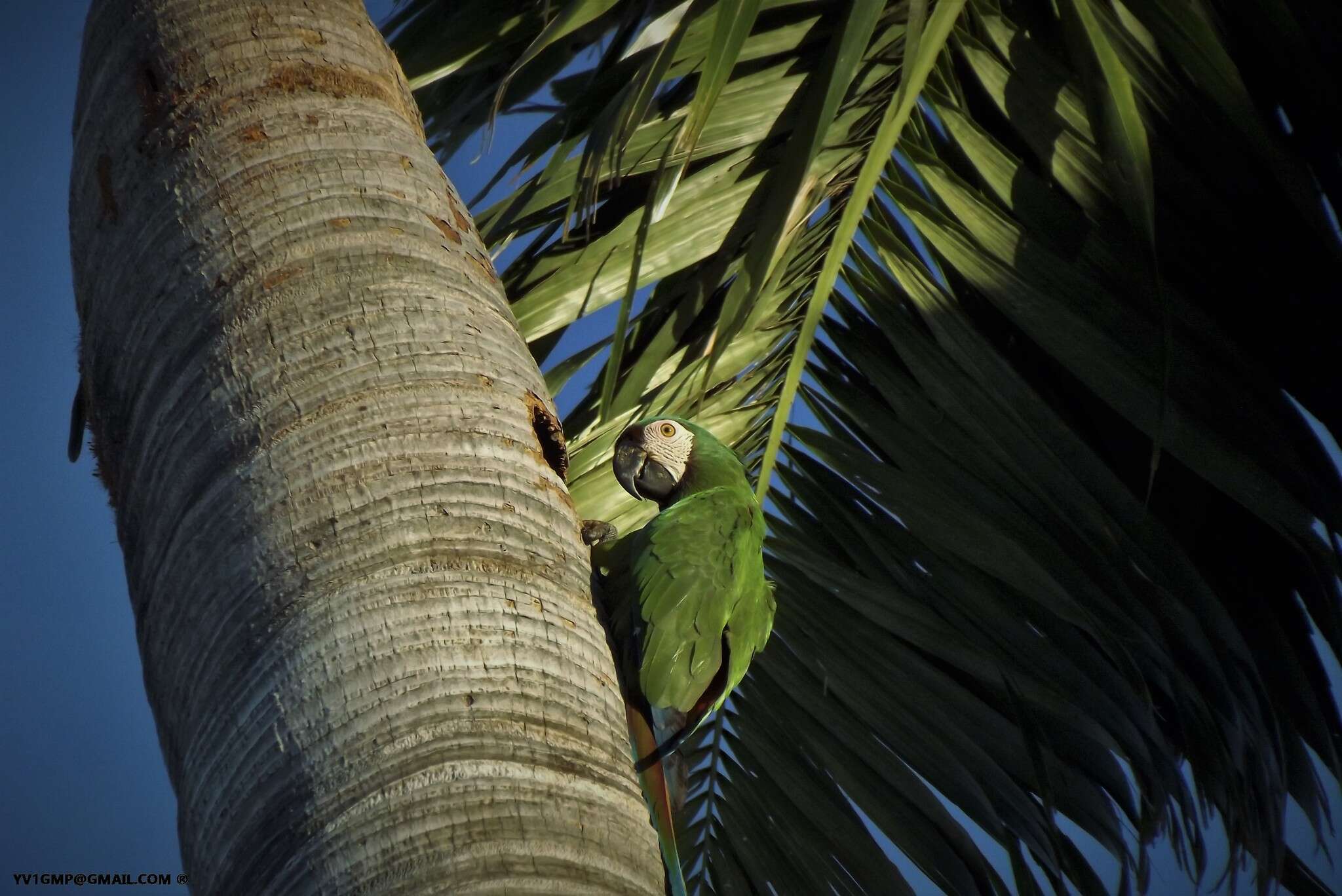 Image of Chestnut-fronted Macaw