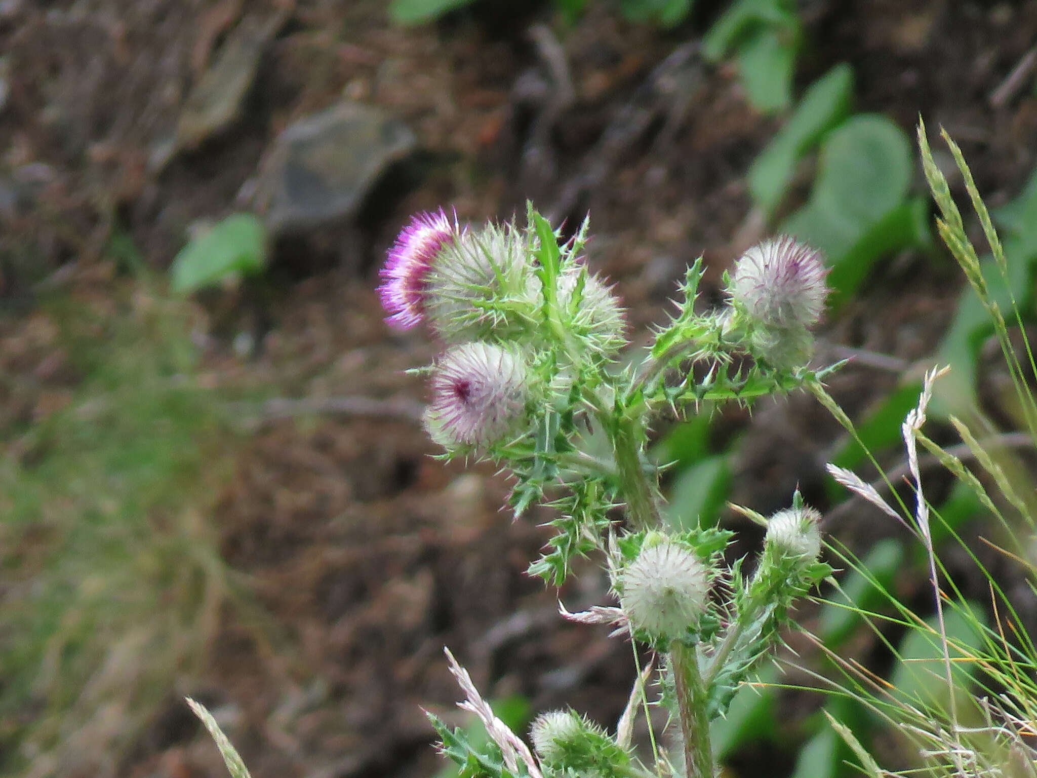 Image of edible thistle