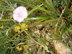 Convolvulus cantabrica L.的圖片