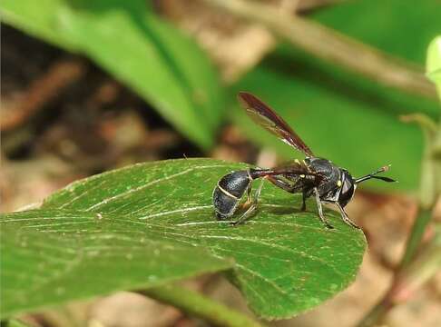 Image of Monoceromyia obscura (Brunetti 1907)