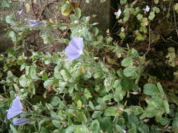 Image of Dwarf Morning Glory