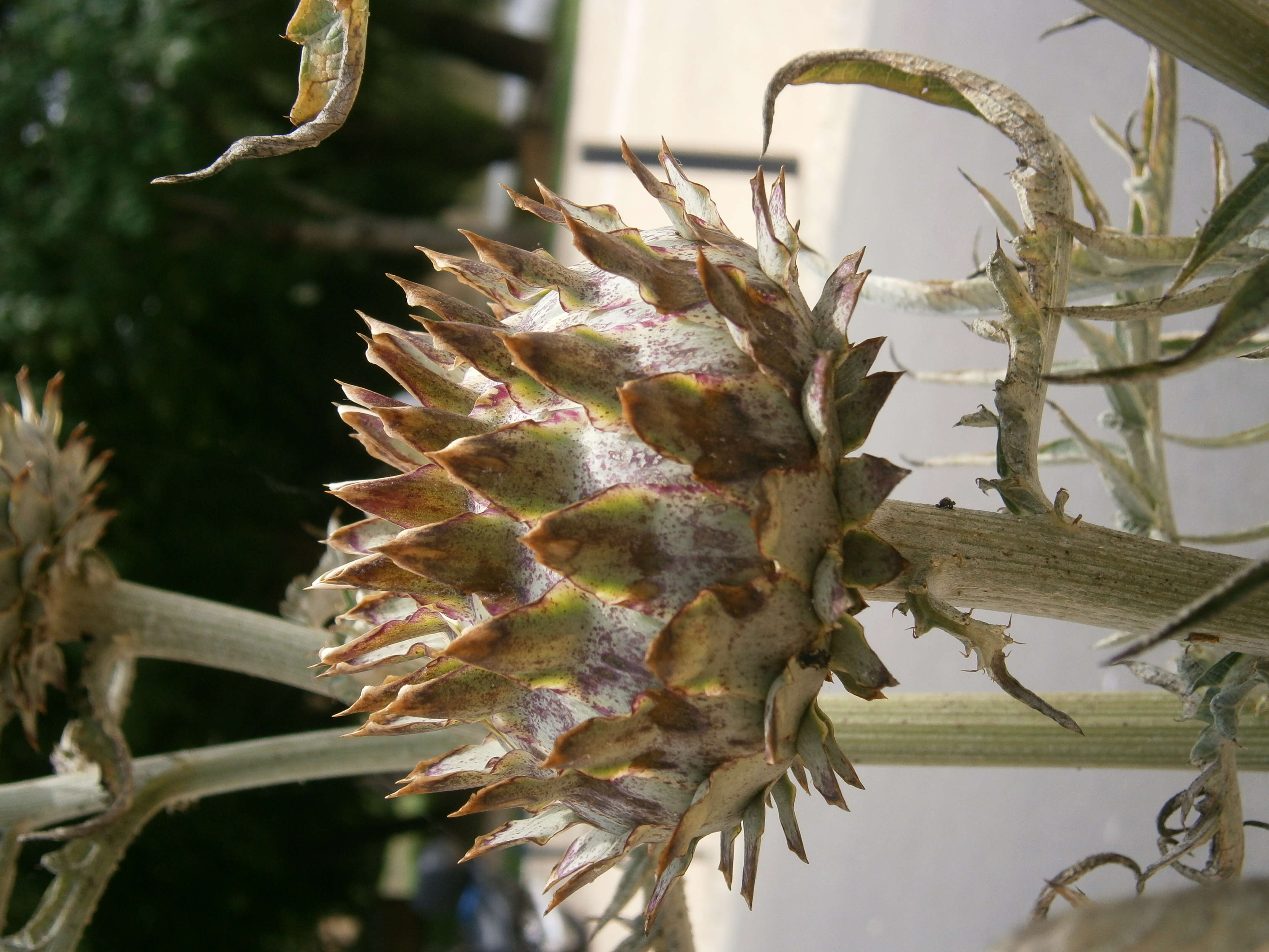 Image of cardoon