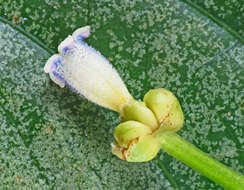 Image of Palicourea caerulea (Ruiz & Pav.) Schult.