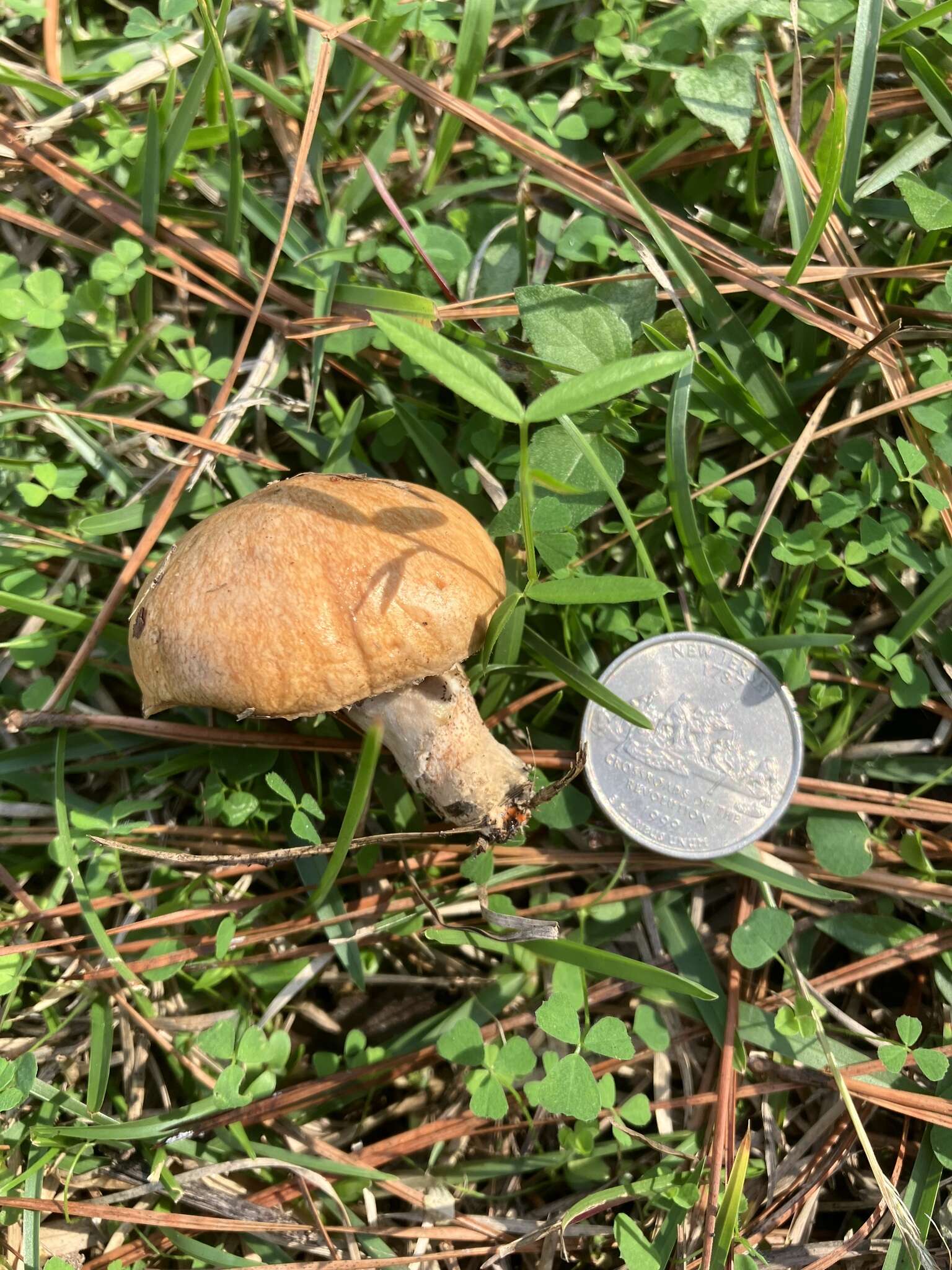 صورة Suillus cothurnatus Singer 1945