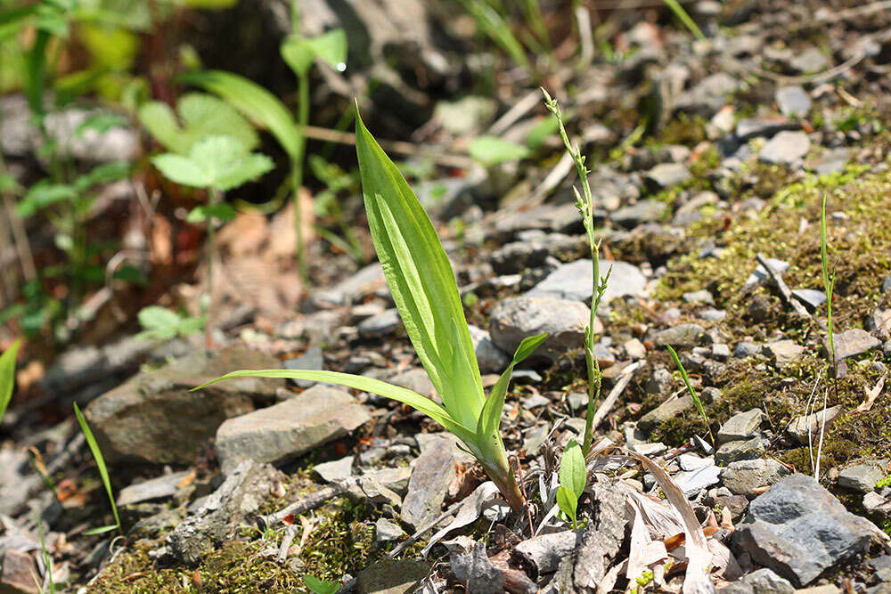 Carex siderosticta Hance resmi