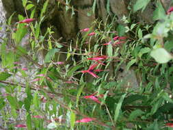 Fuchsia magellanica Lam. resmi