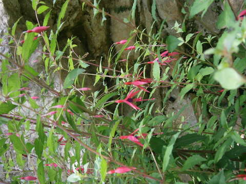 Image of hardy fuchsia