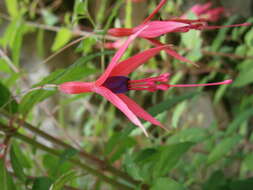 Fuchsia magellanica Lam. resmi