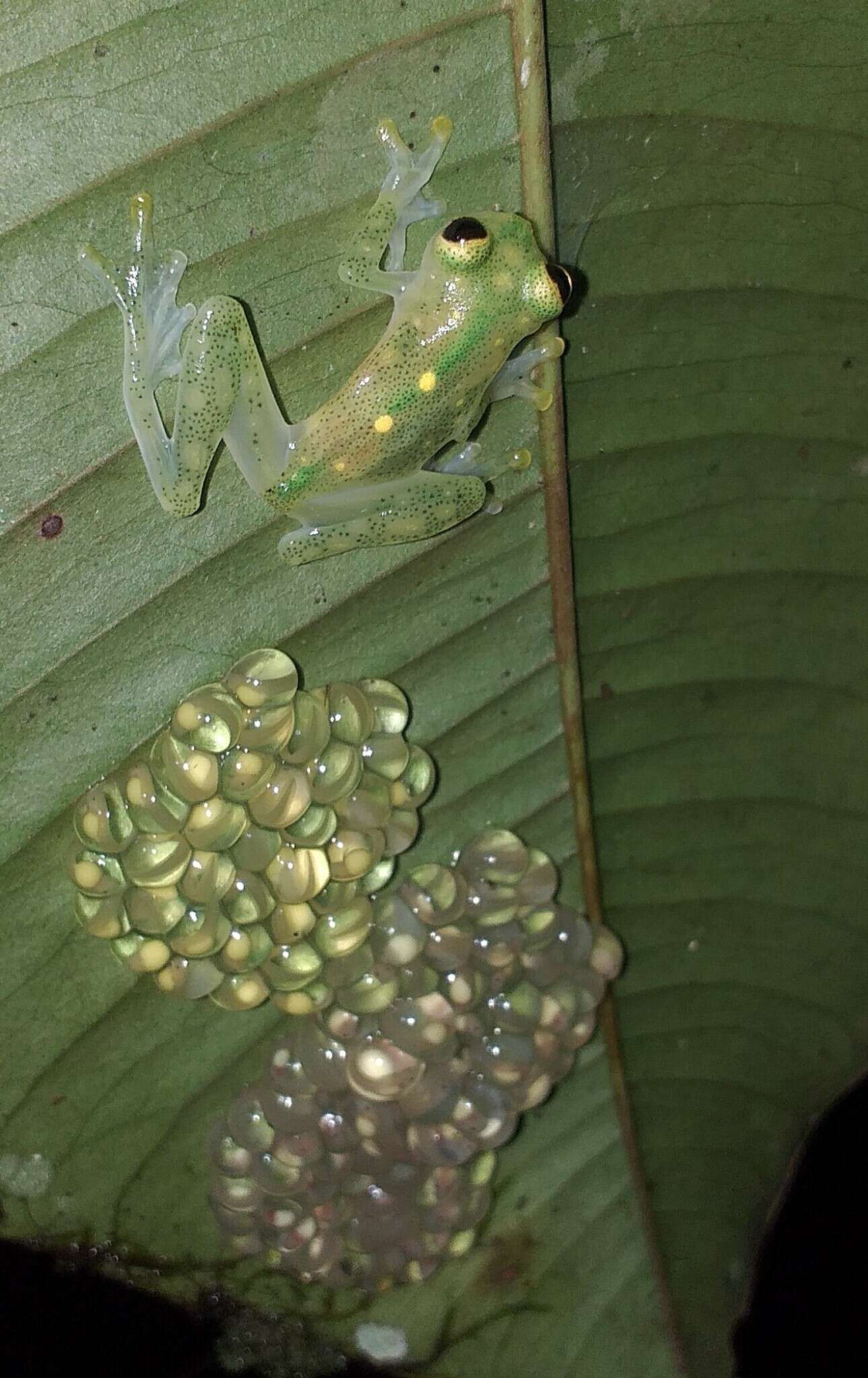 Image of Hyalinobatrachium aureoguttatum (Barrera-Rodriguez & Ruiz-Carranza 1989)