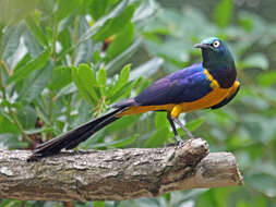 Image of Golden-breasted Starling