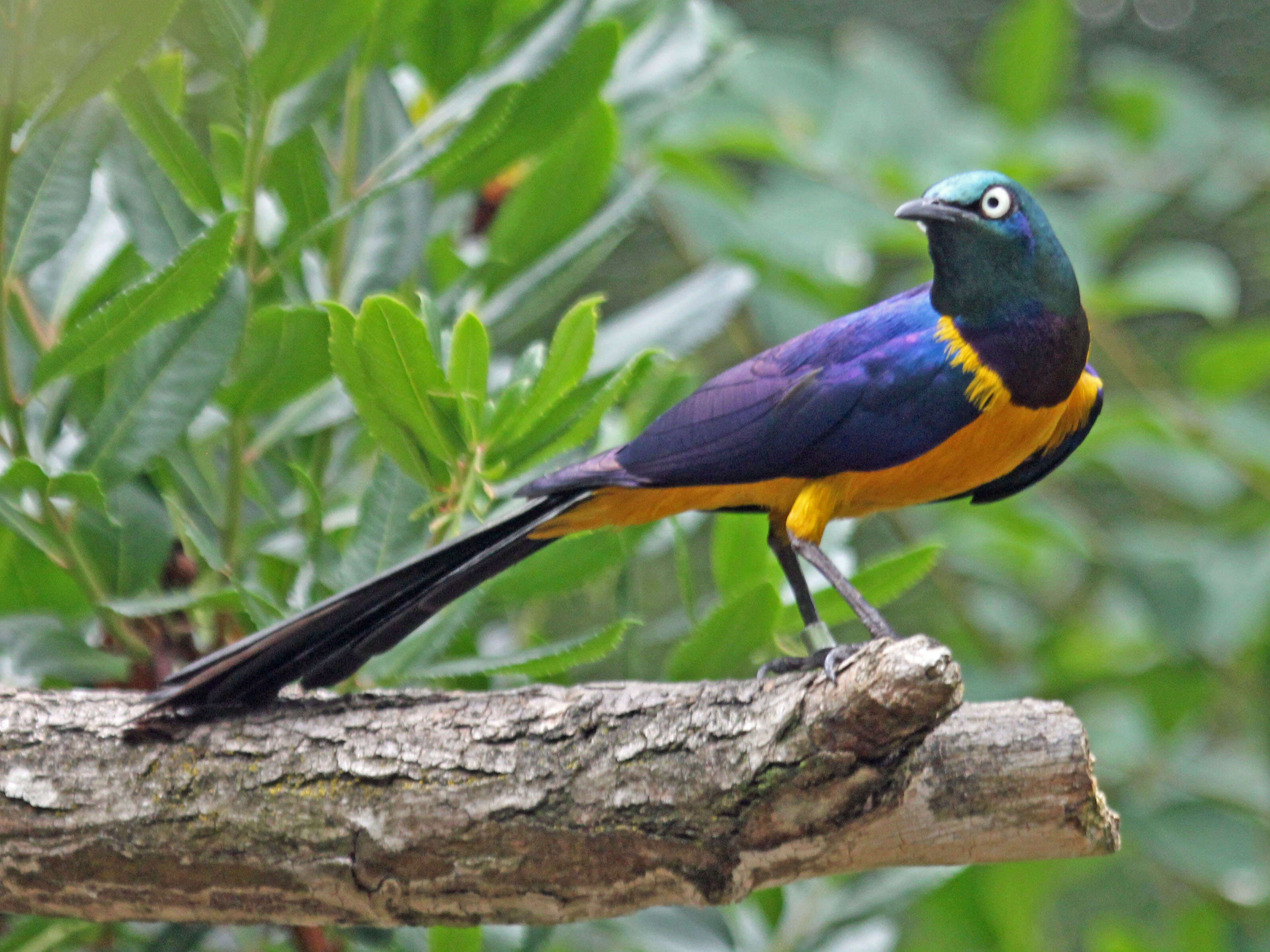 Image of Golden-breasted Starling