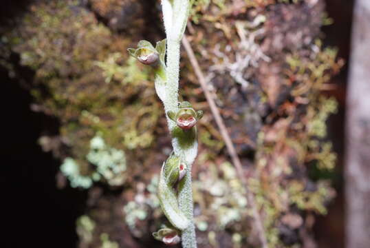 Image of Pachyplectron neocaledonicum Schltr.