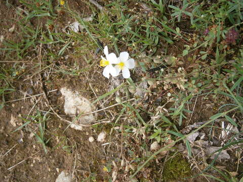 Image of Helianthemum apenninum (L.) Miller