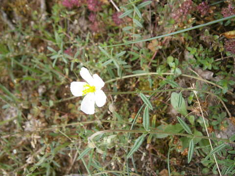 Image of Helianthemum apenninum (L.) Miller