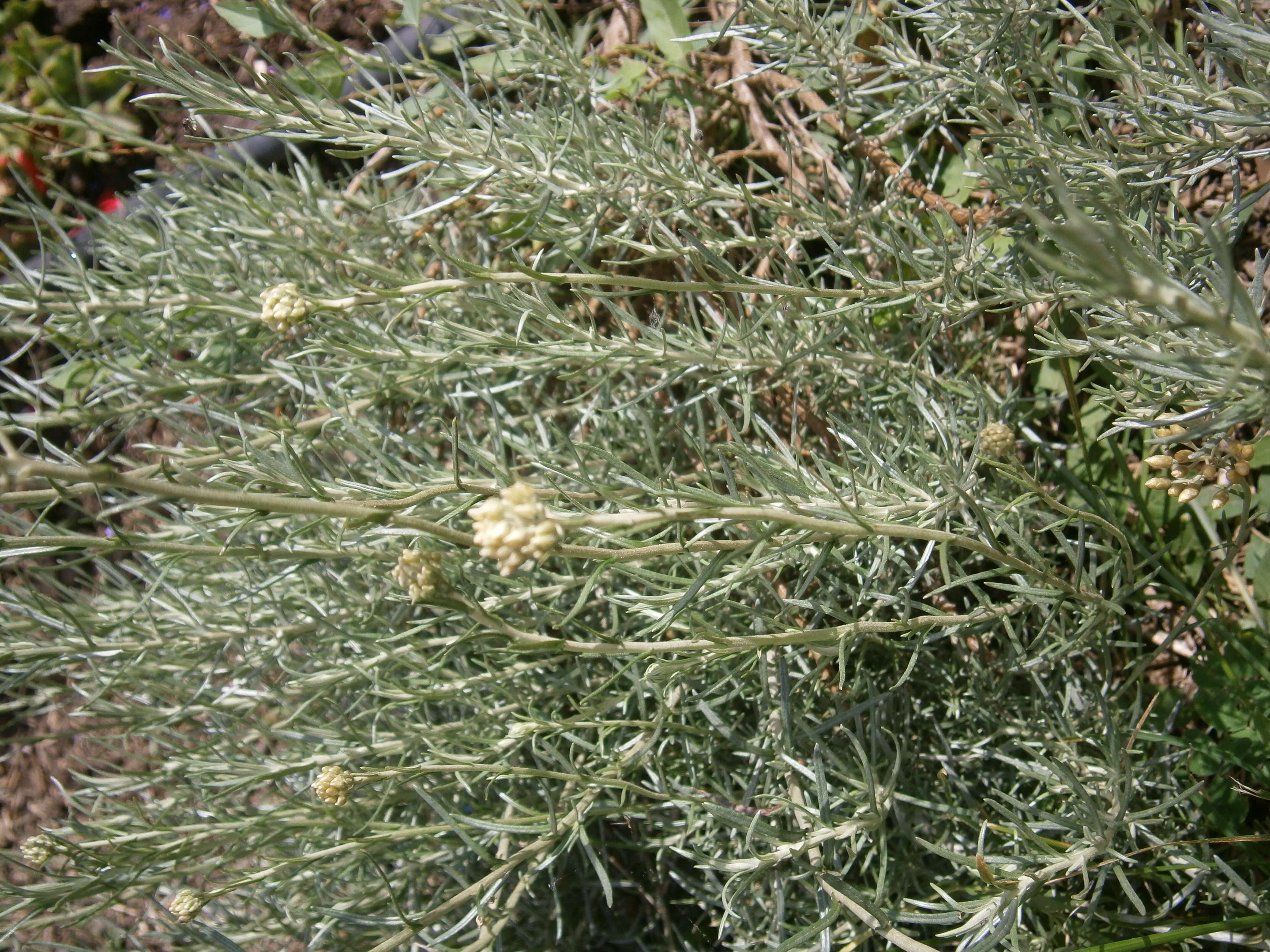 Слика од Helichrysum italicum (Roth) G. Don fil.