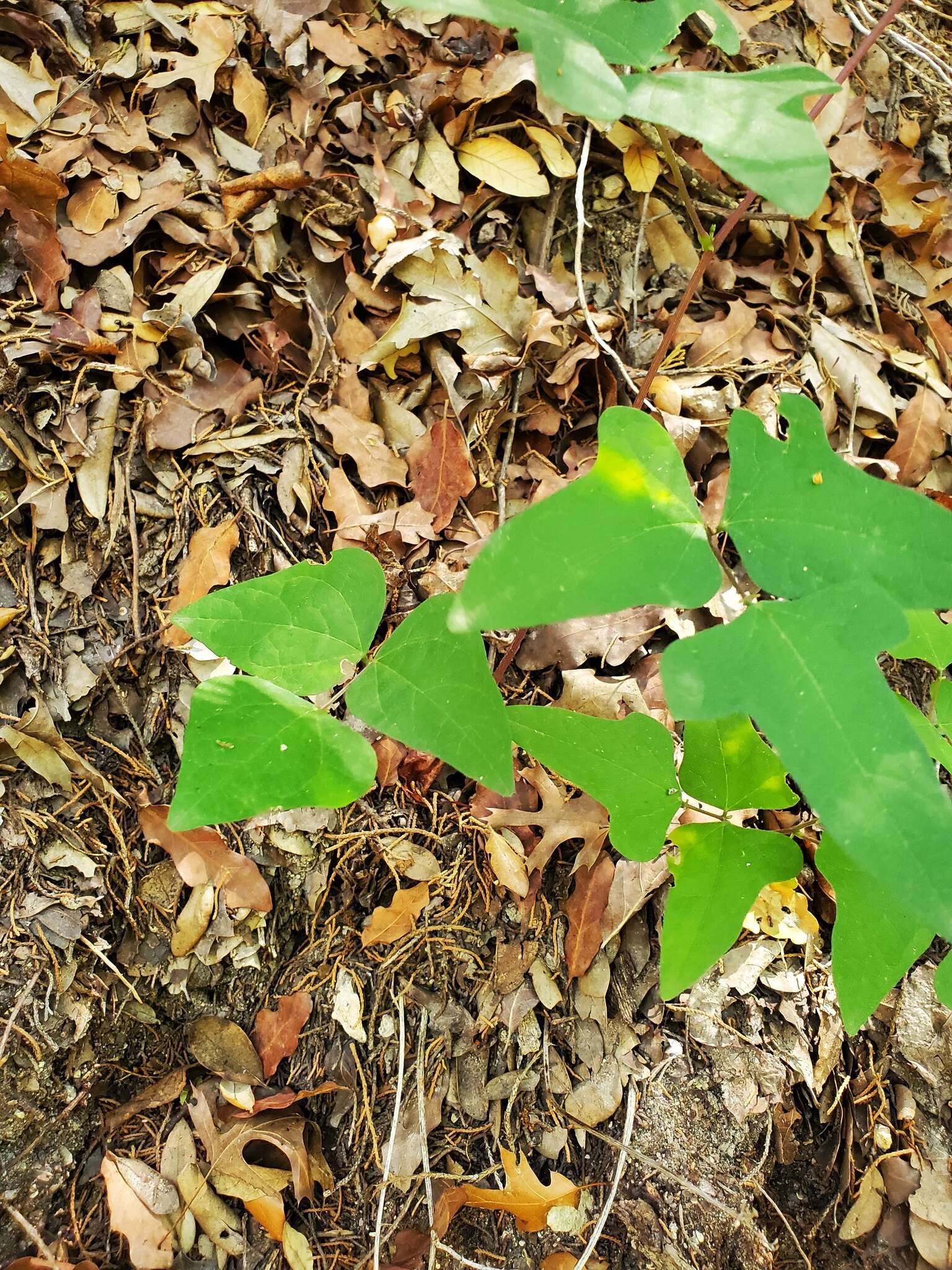 Image of <i>Phaseolus texensis</i>