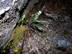 Image de Myosotis brockiei subsp. brockiei