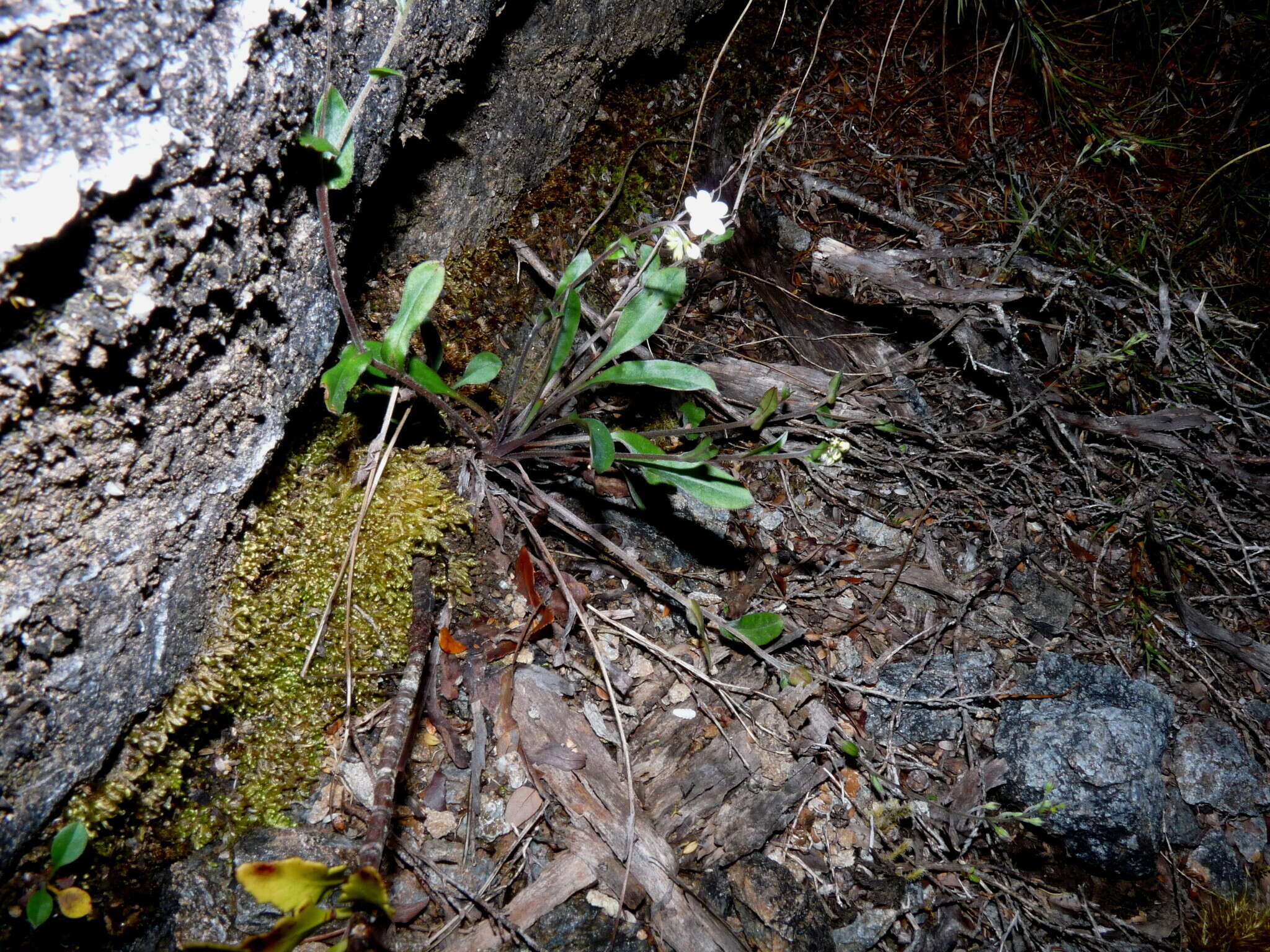 Image de Myosotis brockiei subsp. brockiei