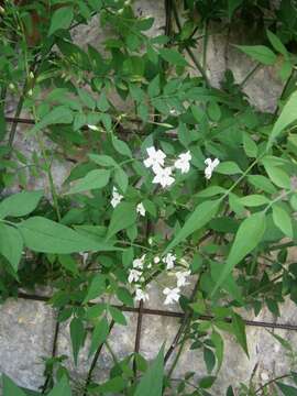 Image of Common Jasmine