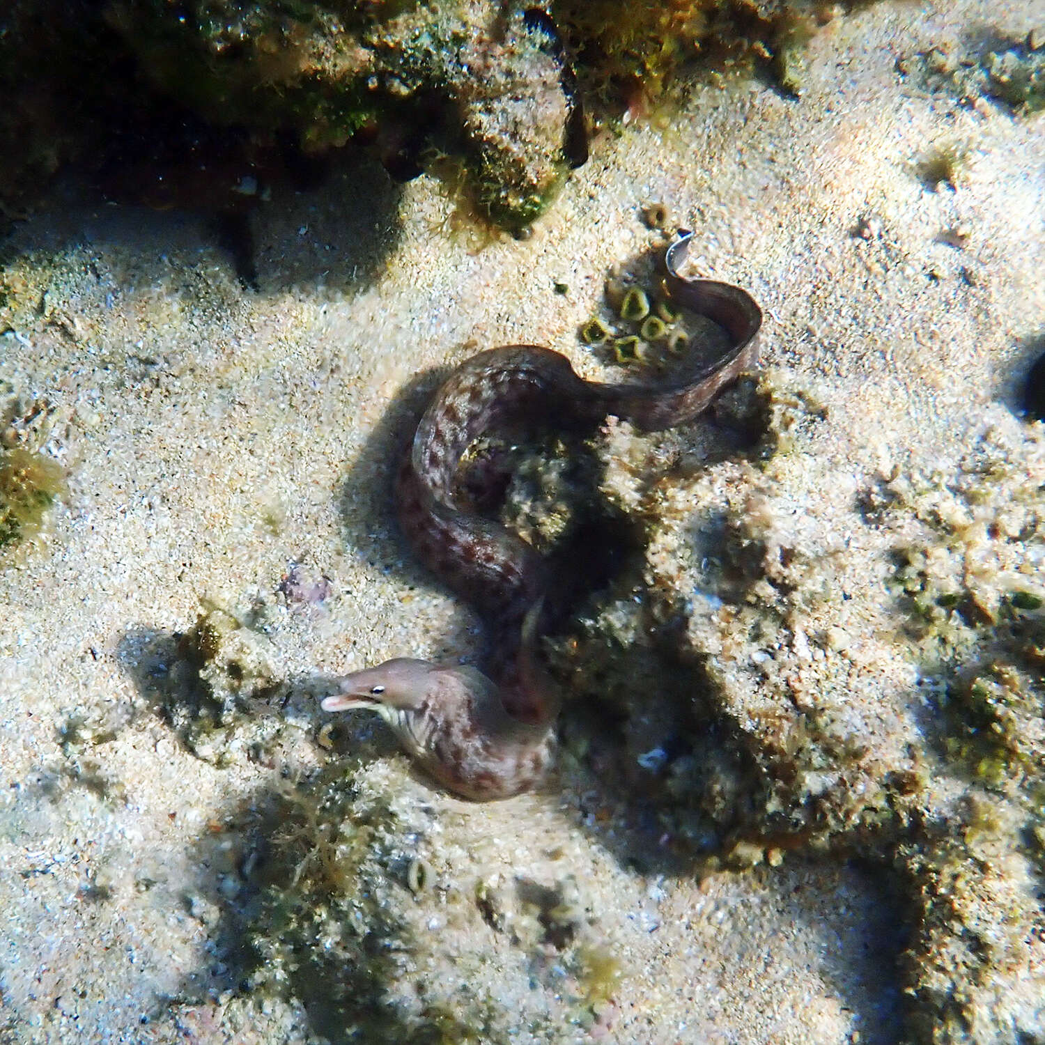 Image of Grey moray