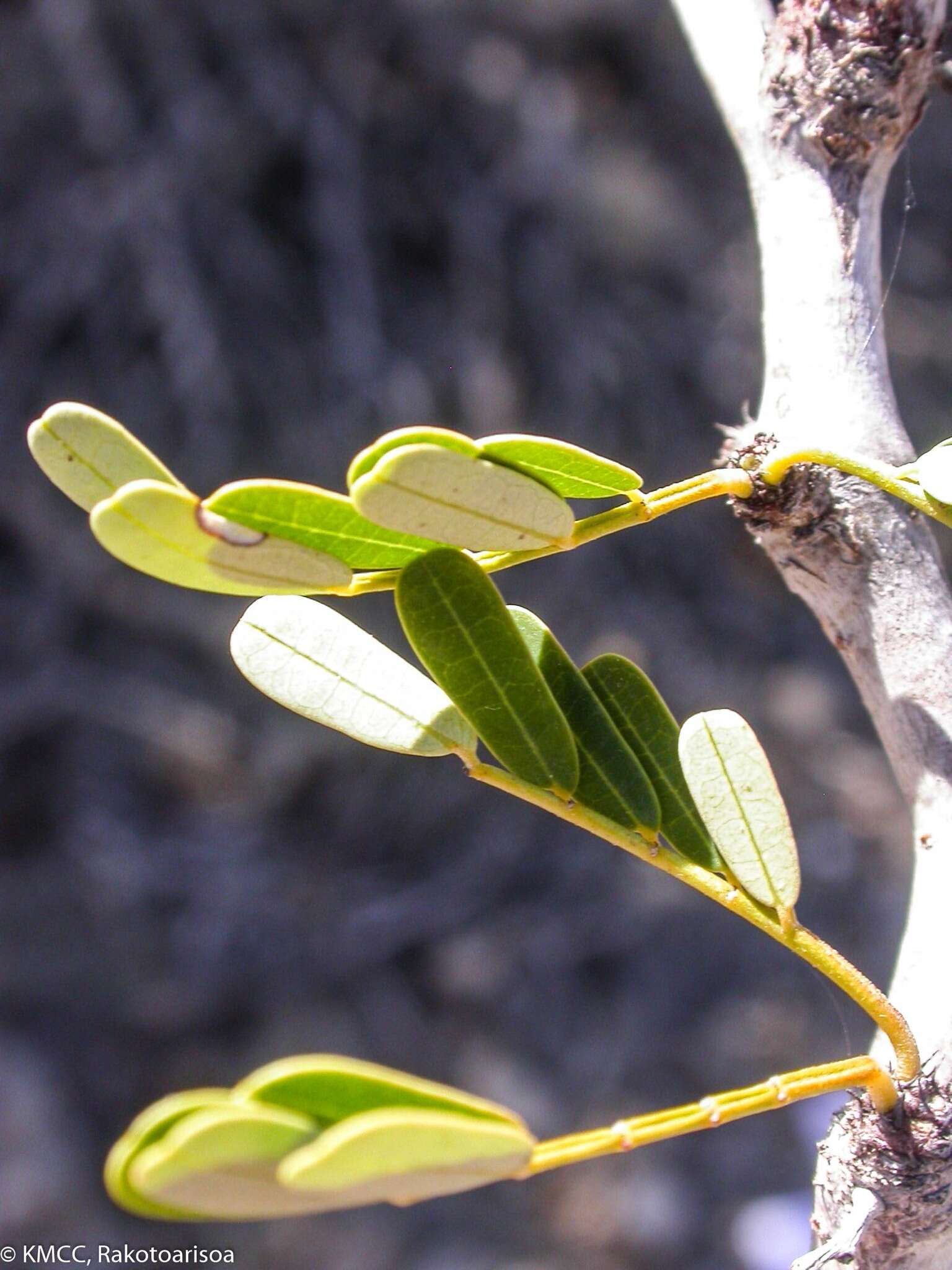 Plancia ëd Senna meridionalis (R. Vig.) Du Puy