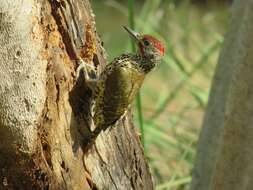 Image of Knysna Woodpecker