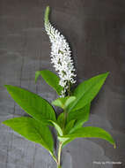 صورة Lysimachia clethroides Duby