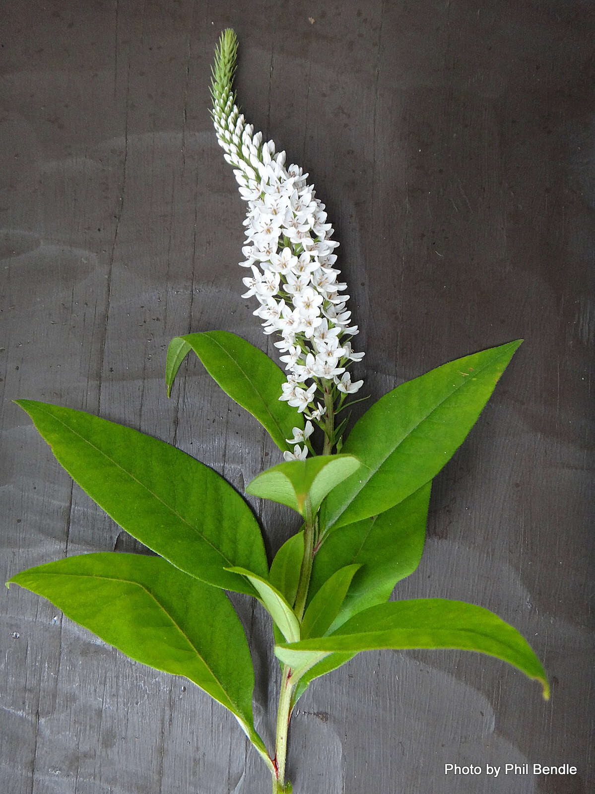 صورة Lysimachia clethroides Duby