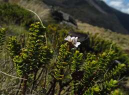 Image de Veronica masoniae (L. B. Moore) Garn.-Jones