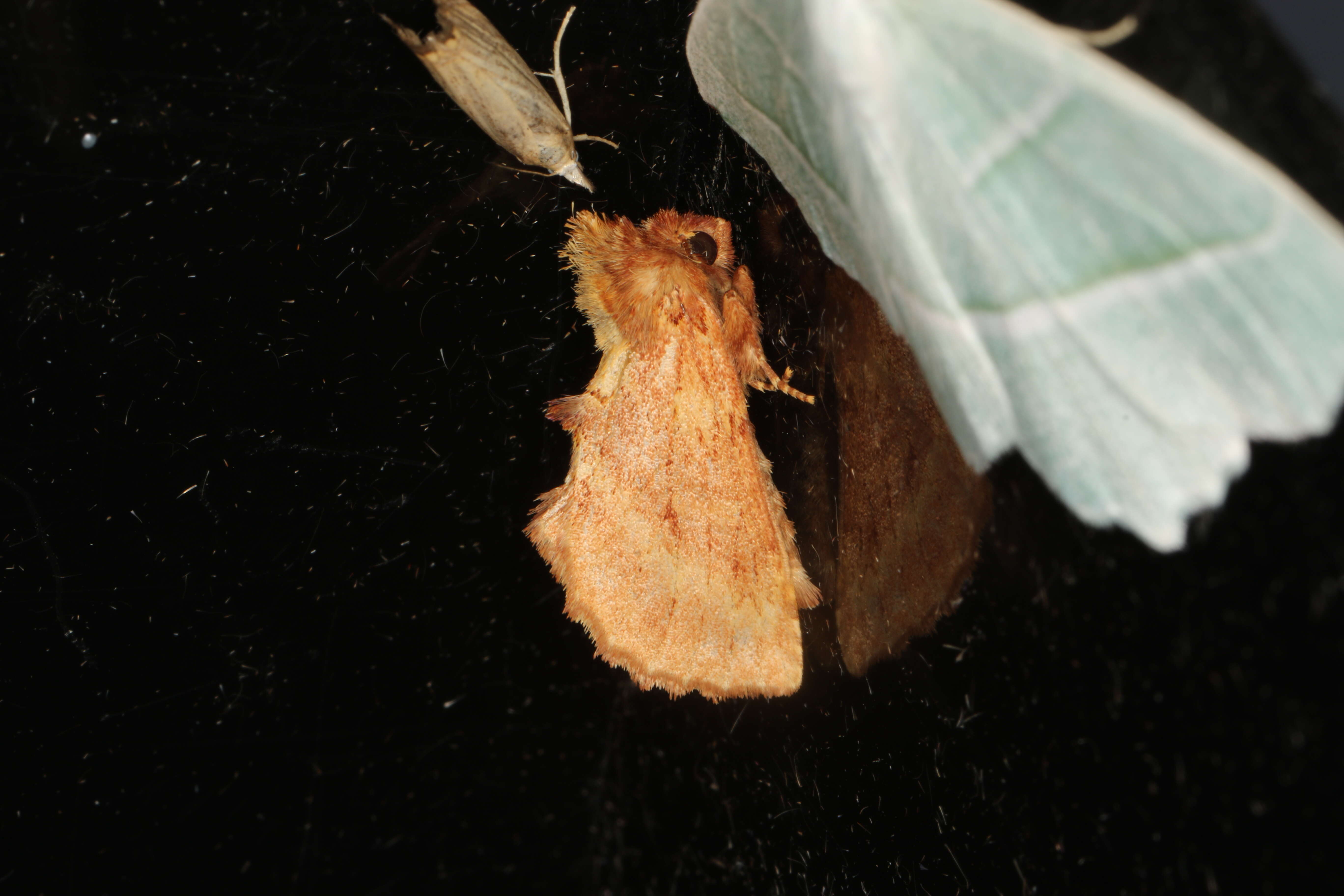 Image of Coxcomb Prominent