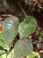 Слика од Begonia pseudolateralis Warb.