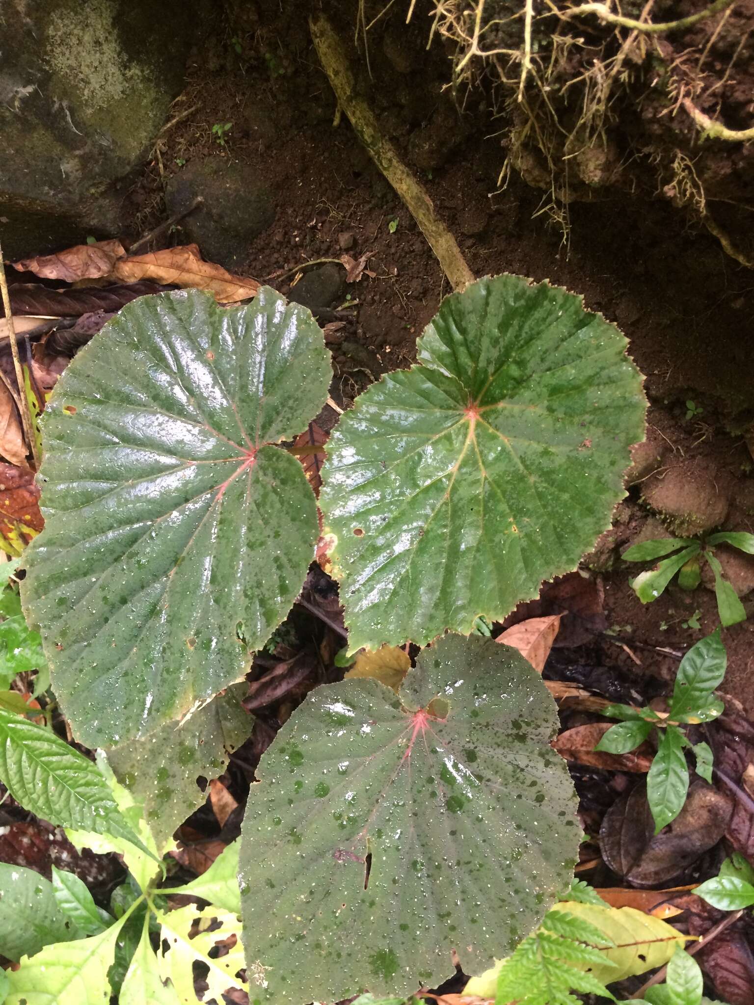 Слика од Begonia pseudolateralis Warb.