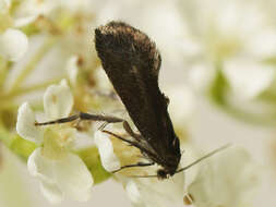 Image of Phaulernis dentella Zeller 1839