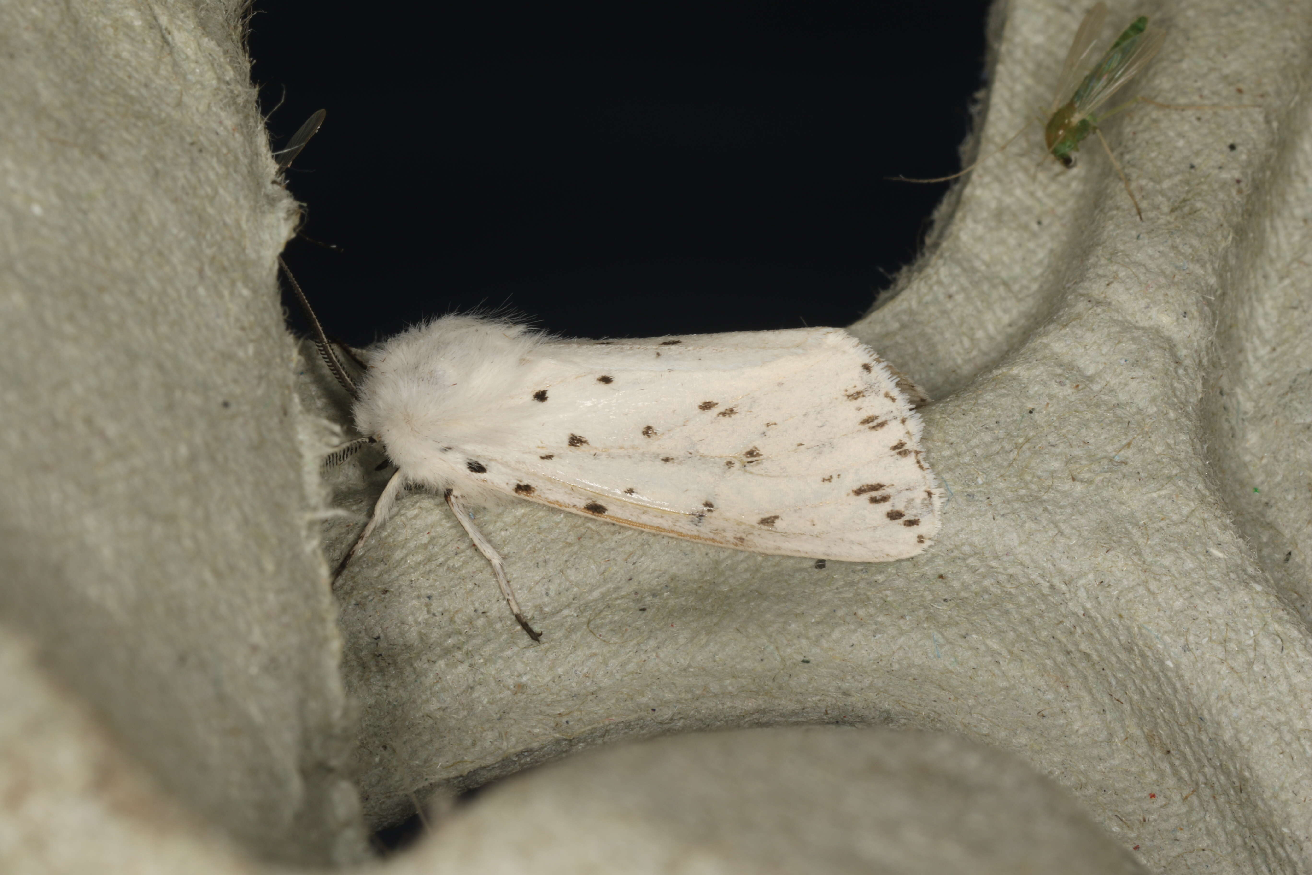 Image of white ermine