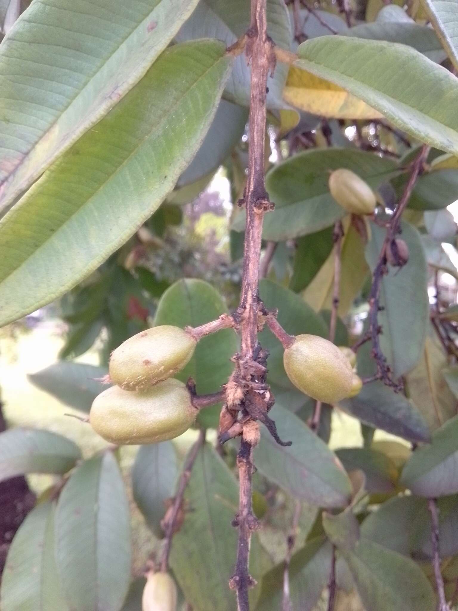 Image de Qualea multiflora Mart.