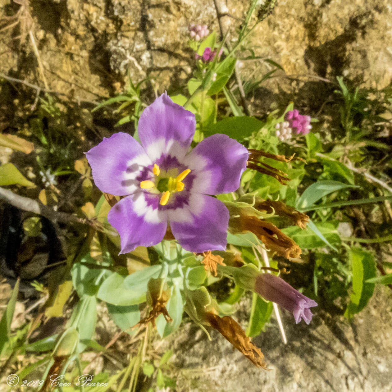 Sivun Eustoma exaltatum subsp. exaltatum kuva