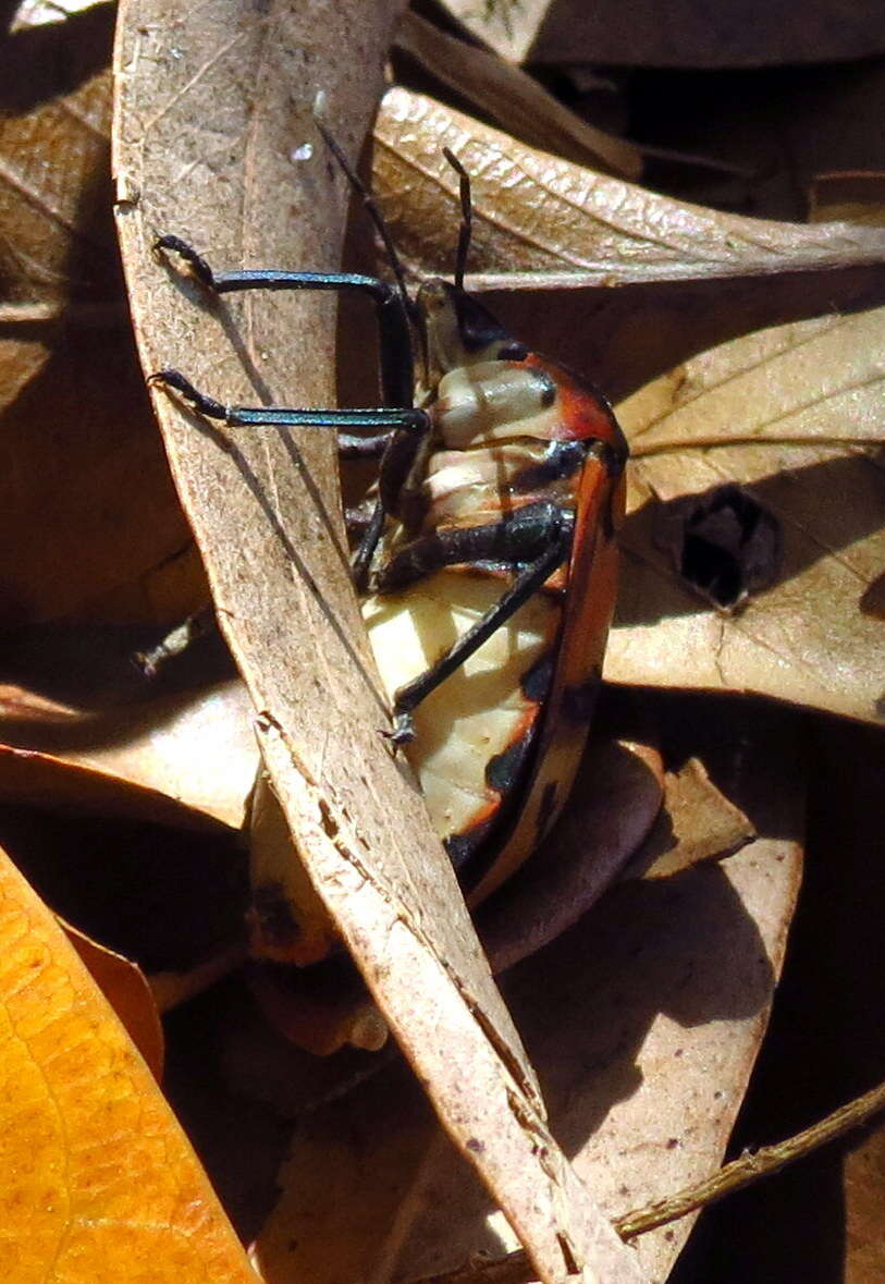 Image of cotton harlequin bug