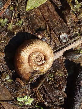 Image of Great Ram's Horn Snail