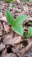 Image of lenten-rose