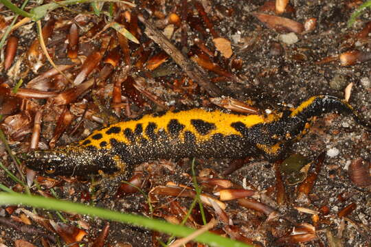 Image of Great Crested Newt