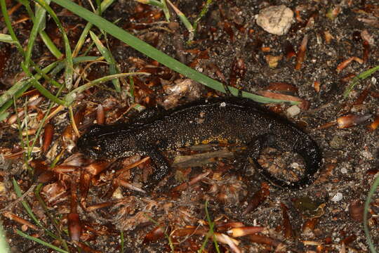 Image of Great Crested Newt