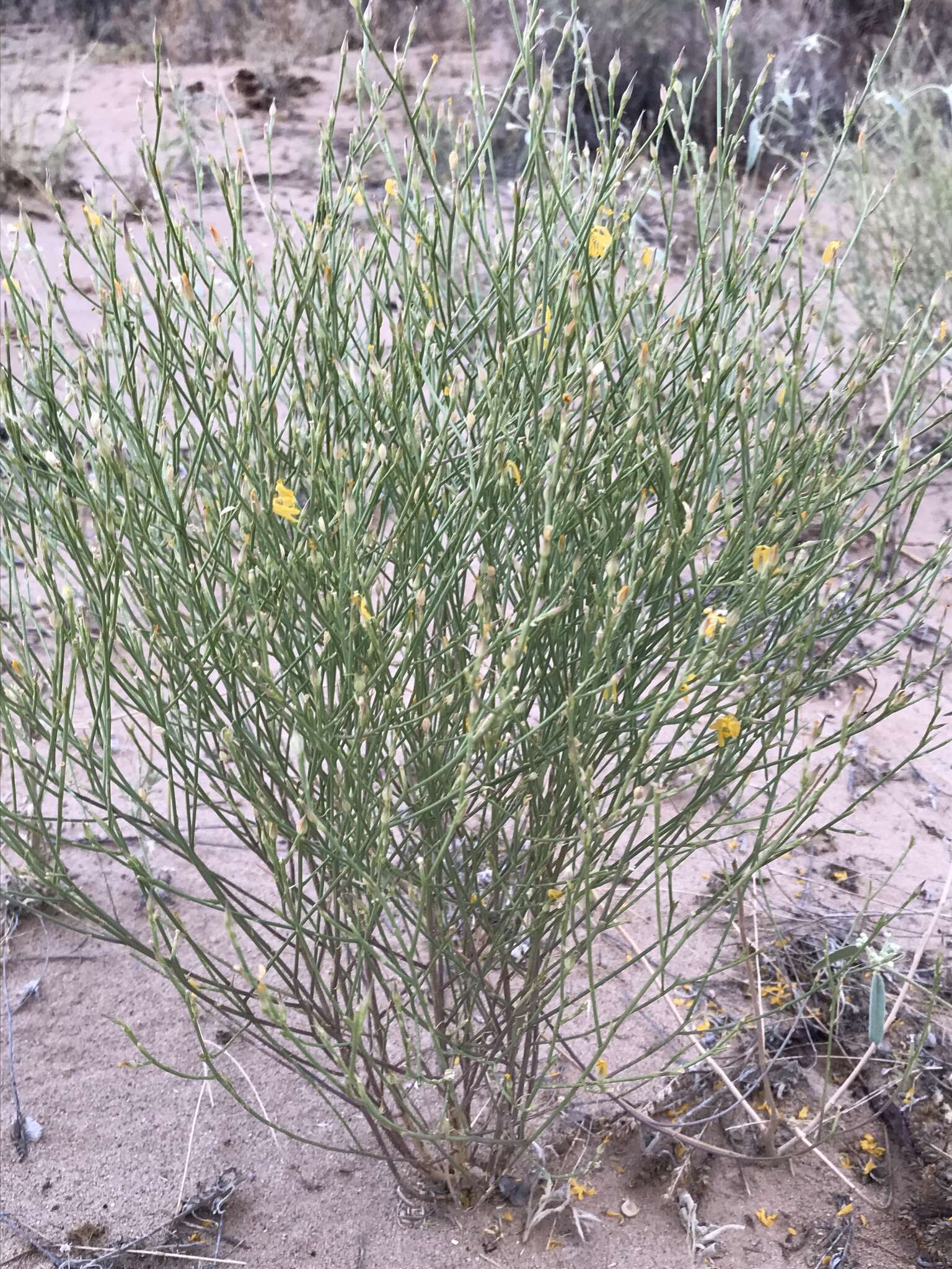 Linum aristatum Engelm. resmi