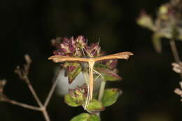 Image de Stenoptilia pterodactyla (Linnaeus 1761)