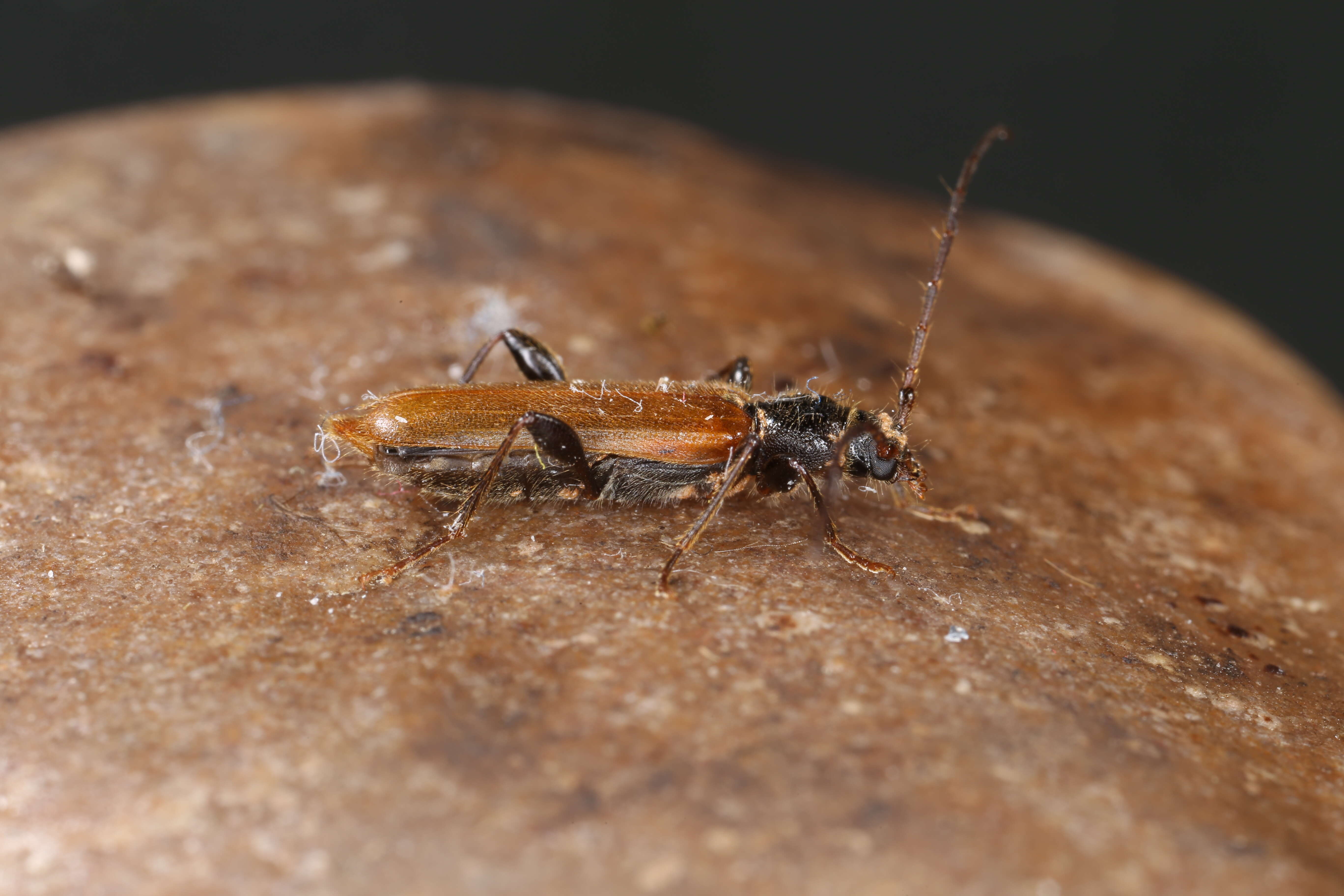 Image of Long-horned beetle